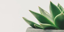 Succulent plant on minimalist white background