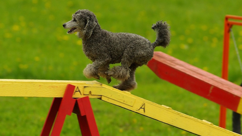 agility course